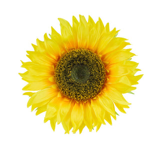 FLOWER CENTER | 11" SUNFLOWER HEAD | YELLOW/BROWN | ACCESSORIES | FJ5185